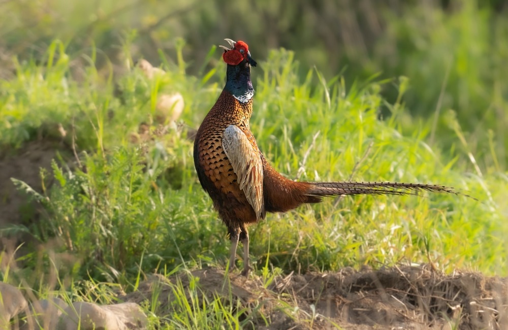 FOTO: Hornonitriansky fotograf nazerá zvieratám priamo „do kuchyne“.  Na svojom konte má medvedí wellnes, či hostinu dra, foto 11