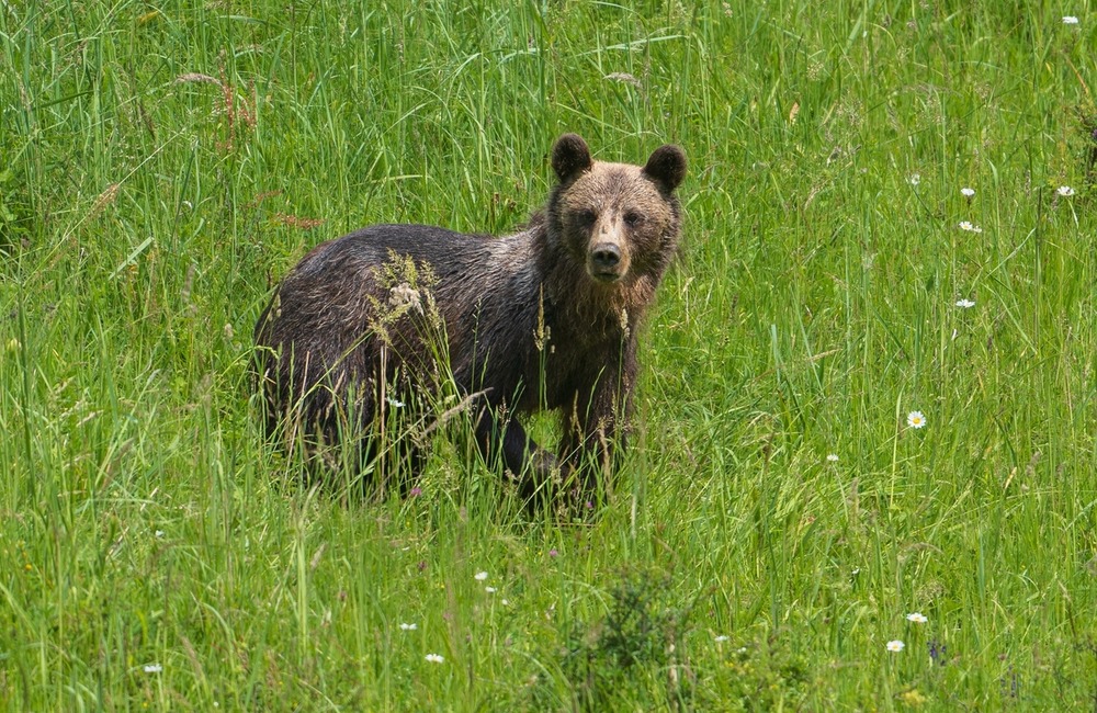 FOTO: Hornonitriansky fotograf nazerá zvieratám priamo „do kuchyne“.  Na svojom konte má medvedí wellnes, či hostinu dra, foto 13