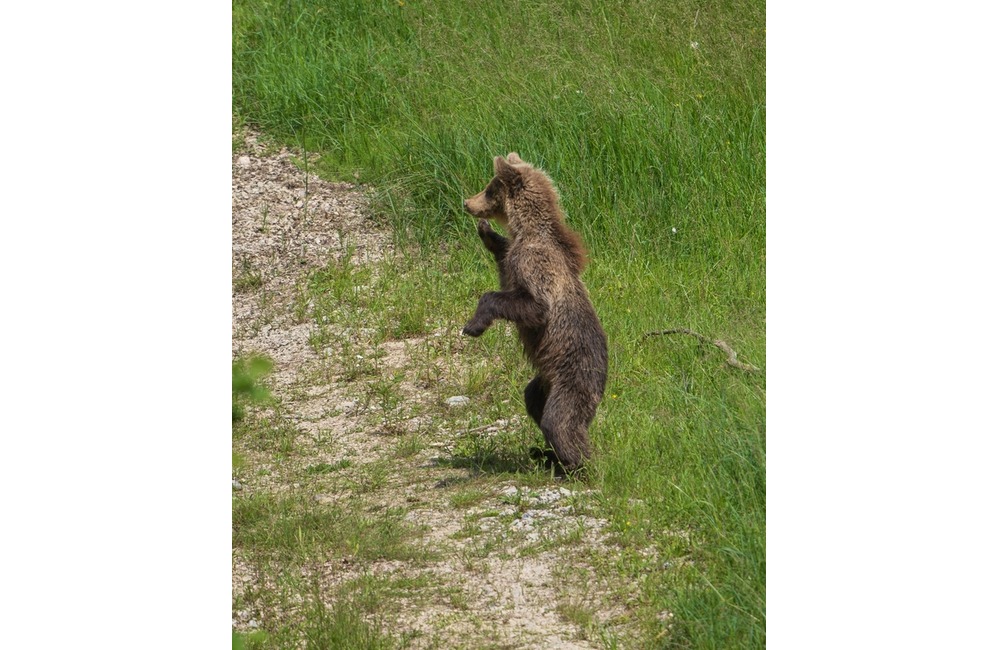 FOTO: Hornonitriansky fotograf nazerá zvieratám priamo „do kuchyne“.  Na svojom konte má medvedí wellnes, či hostinu dra, foto 14