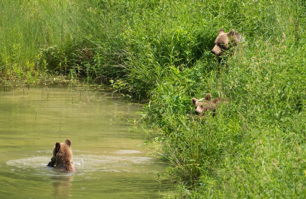 FOTO: Hornonitriansky fotograf nazerá zvieratám priamo „do kuchyne“.  Na svojom konte má medvedí wellnes, či hostinu dra, foto 15