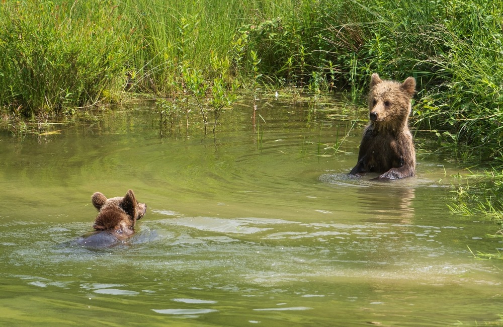 FOTO: Hornonitriansky fotograf nazerá zvieratám priamo „do kuchyne“.  Na svojom konte má medvedí wellnes, či hostinu dra, foto 16