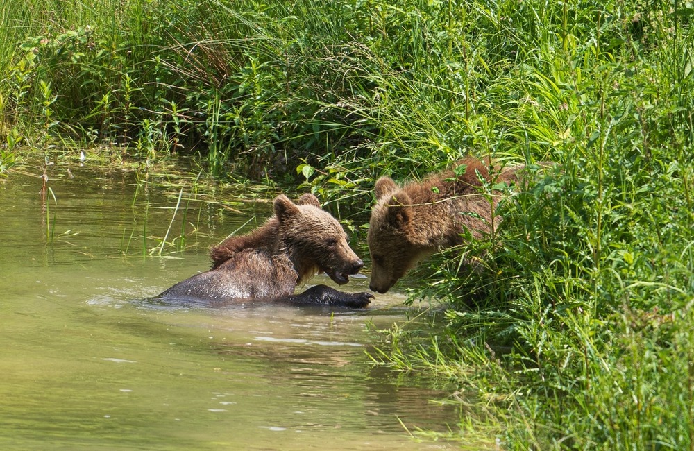 FOTO: Hornonitriansky fotograf nazerá zvieratám priamo „do kuchyne“.  Na svojom konte má medvedí wellnes, či hostinu dra, foto 17