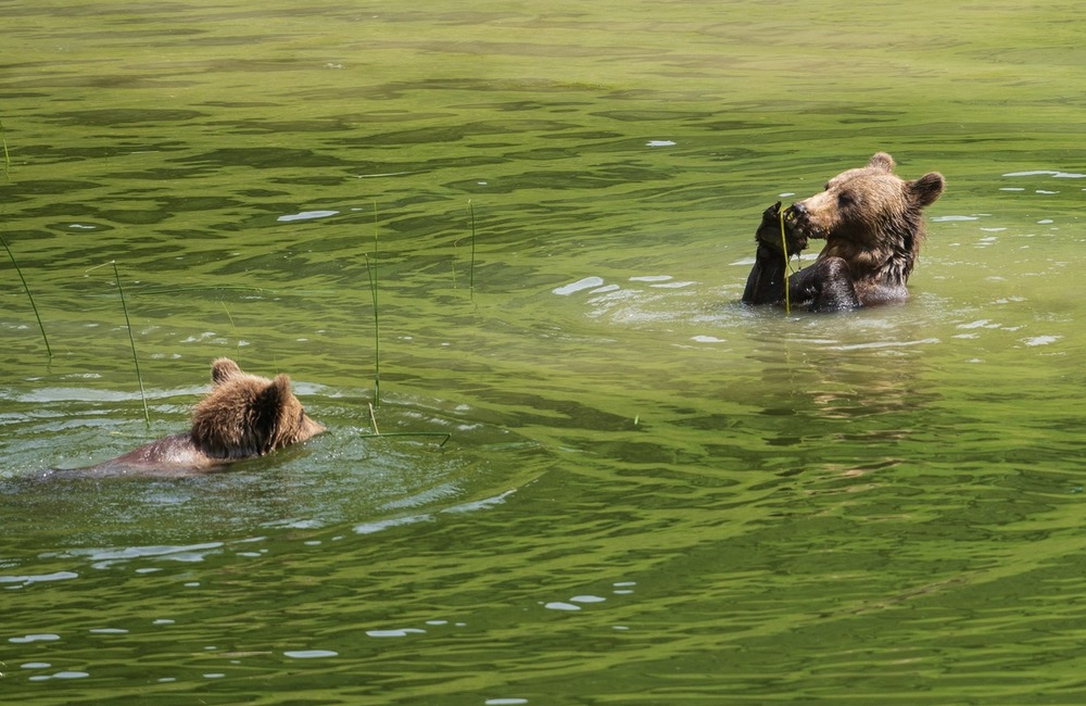 FOTO: Hornonitriansky fotograf nazerá zvieratám priamo „do kuchyne“.  Na svojom konte má medvedí wellnes, či hostinu dra, foto 18
