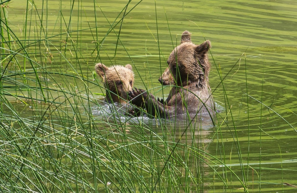 FOTO: Hornonitriansky fotograf nazerá zvieratám priamo „do kuchyne“.  Na svojom konte má medvedí wellnes, či hostinu dra, foto 19