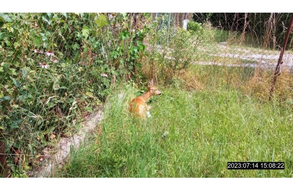 FOTO: Mestskí policajti stopli prípravu „chutnej delikatesy“ v chránenej oblasti, ratovali auto bez vodiča aj srnku, foto 2