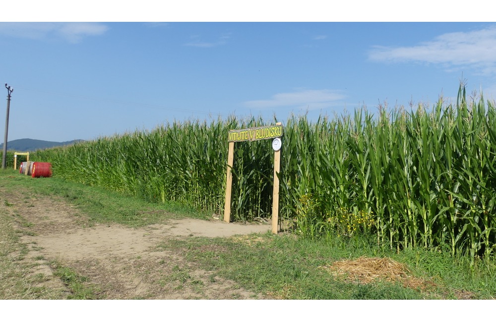 FOTO: Na hranici Trenčianskeho a Žilinského kraja sa dá ľahko stratiť. V kukurici tam opäť vyrástlo bludisko, foto 1