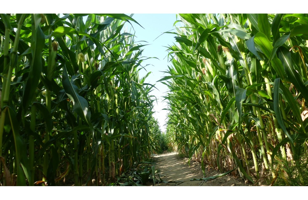 FOTO: Na hranici Trenčianskeho a Žilinského kraja sa dá ľahko stratiť. V kukurici tam opäť vyrástlo bludisko, foto 4