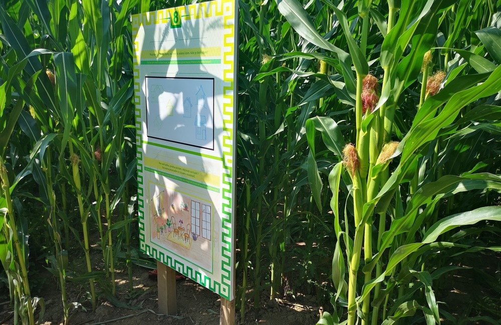 FOTO: Na hranici Trenčianskeho a Žilinského kraja sa dá ľahko stratiť. V kukurici tam opäť vyrástlo bludisko, foto 5