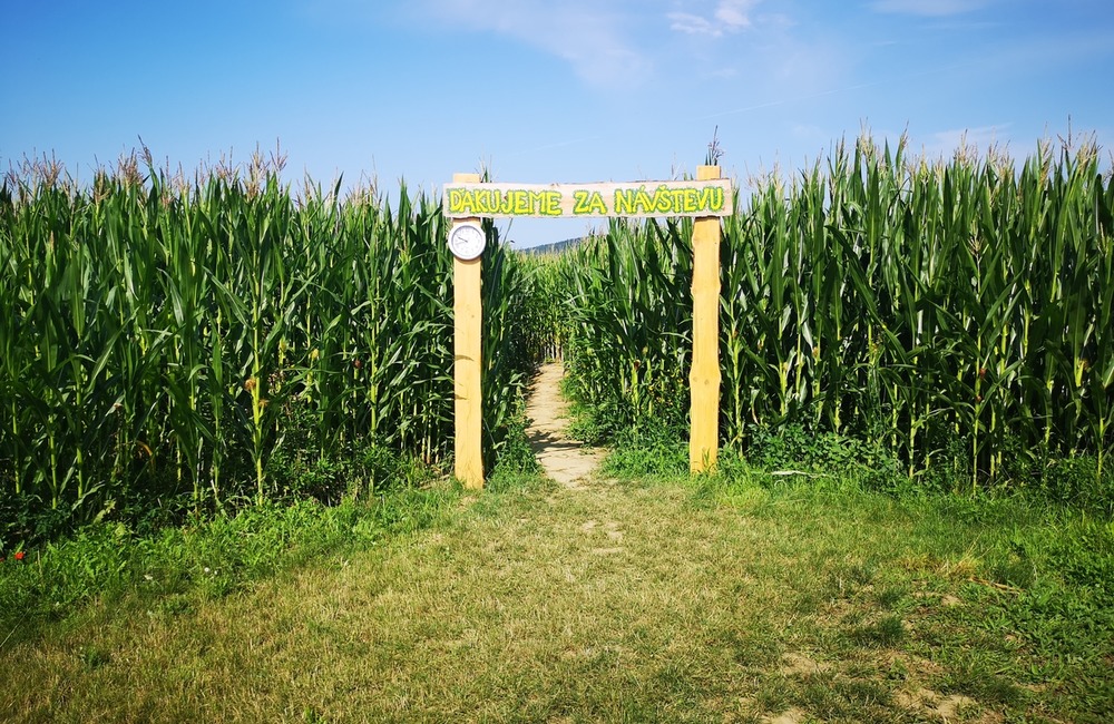 FOTO: Na hranici Trenčianskeho a Žilinského kraja sa dá ľahko stratiť. V kukurici tam opäť vyrástlo bludisko, foto 6