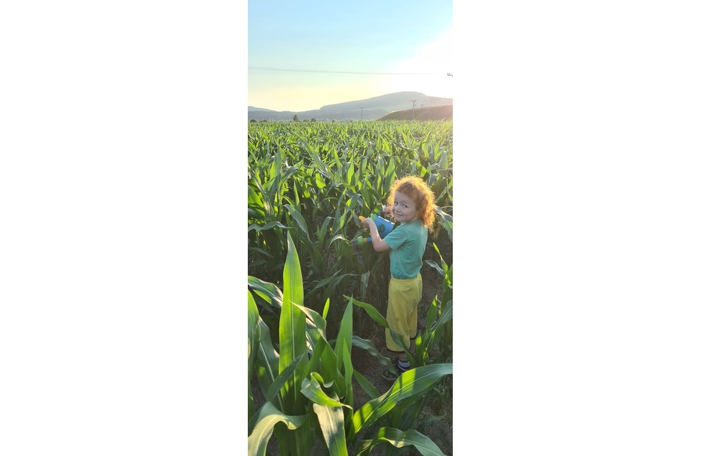 FOTO: Na hranici Trenčianskeho a Žilinského kraja sa dá ľahko stratiť. V kukurici tam opäť vyrástlo bludisko, foto 9