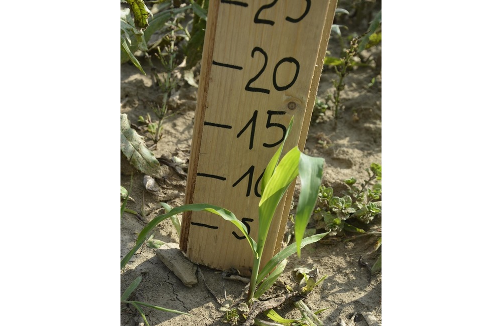 FOTO: Na hranici Trenčianskeho a Žilinského kraja sa dá ľahko stratiť. V kukurici tam opäť vyrástlo bludisko, foto 13