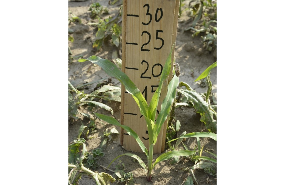 FOTO: Na hranici Trenčianskeho a Žilinského kraja sa dá ľahko stratiť. V kukurici tam opäť vyrástlo bludisko, foto 14