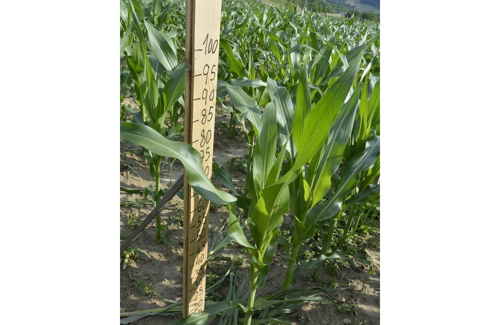 FOTO: Na hranici Trenčianskeho a Žilinského kraja sa dá ľahko stratiť. V kukurici tam opäť vyrástlo bludisko, foto 15