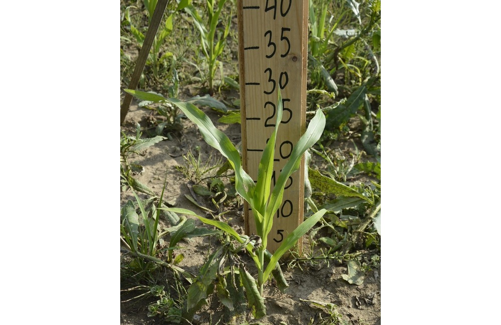 FOTO: Na hranici Trenčianskeho a Žilinského kraja sa dá ľahko stratiť. V kukurici tam opäť vyrástlo bludisko, foto 16