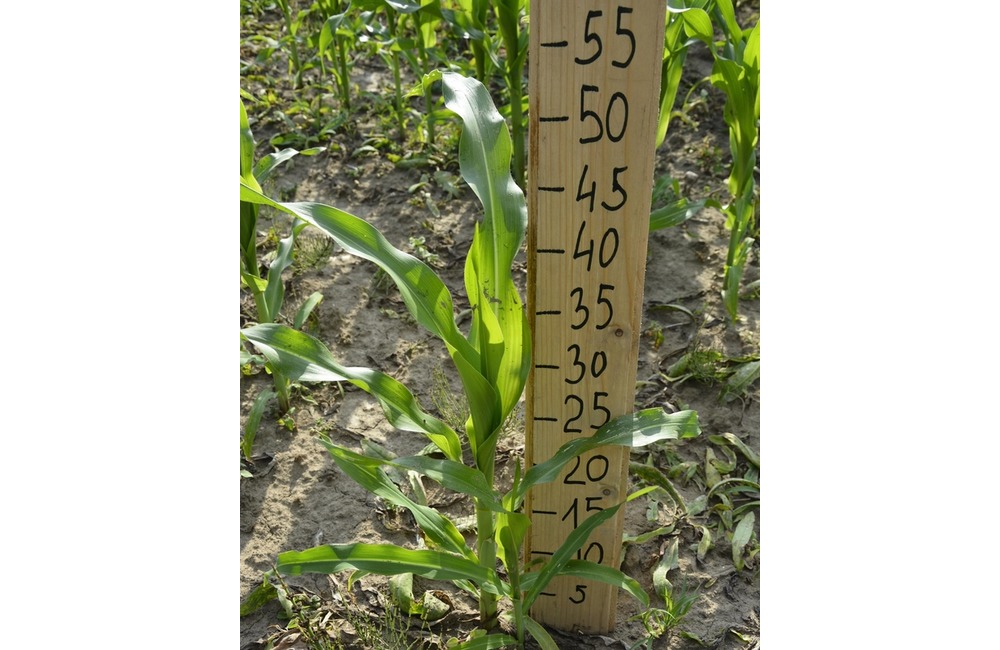 FOTO: Na hranici Trenčianskeho a Žilinského kraja sa dá ľahko stratiť. V kukurici tam opäť vyrástlo bludisko, foto 17