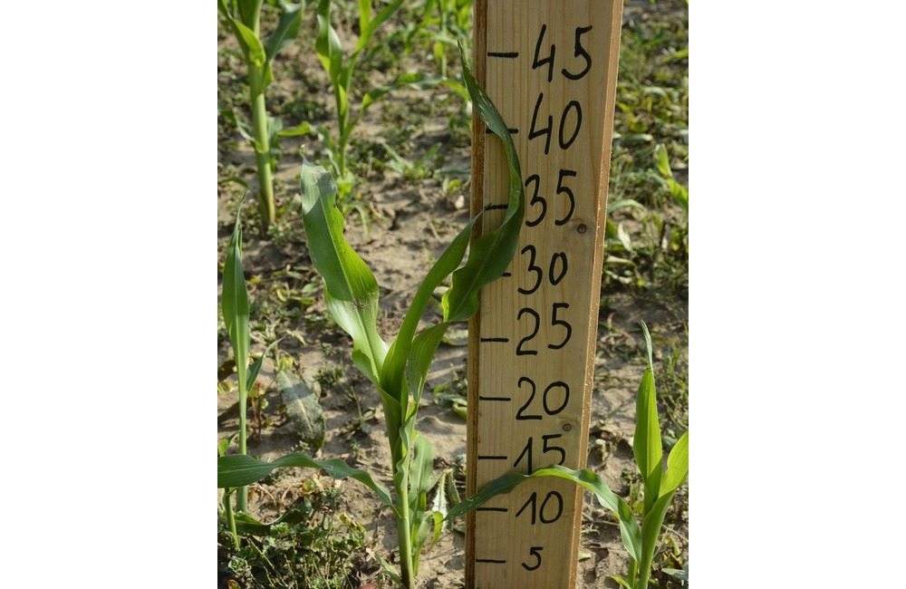 FOTO: Na hranici Trenčianskeho a Žilinského kraja sa dá ľahko stratiť. V kukurici tam opäť vyrástlo bludisko, foto 18