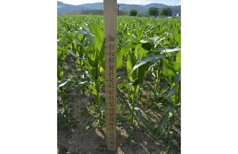 FOTO: Na hranici Trenčianskeho a Žilinského kraja sa dá ľahko stratiť. V kukurici tam opäť vyrástlo bludisko, foto 19