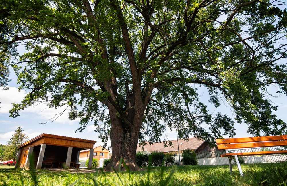 FOTO: Strom v obci Melčice - Lieskové, foto 1