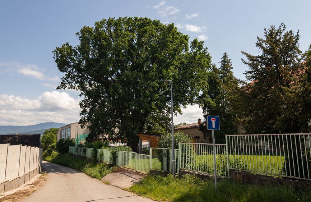 FOTO: Strom v obci Melčice - Lieskové, foto 3