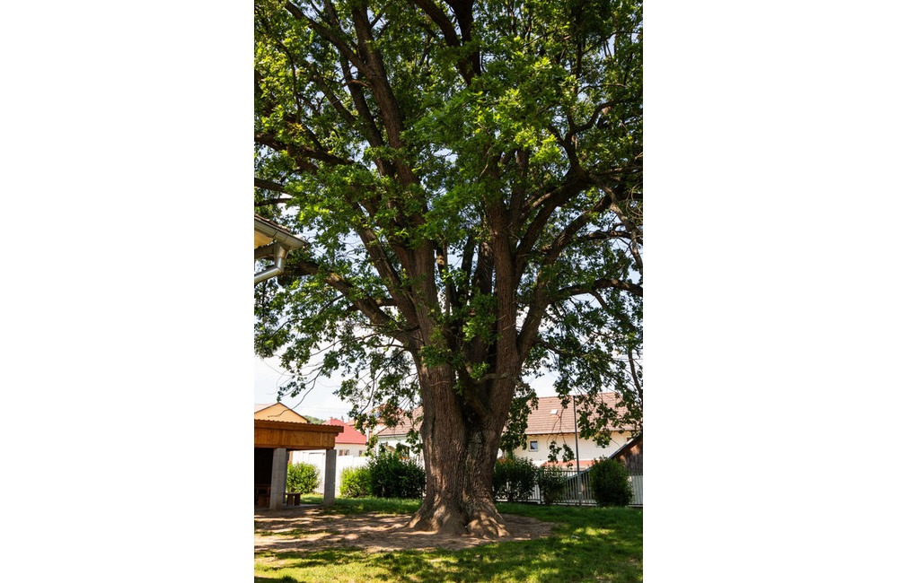 FOTO: Strom v obci Melčice - Lieskové, foto 4