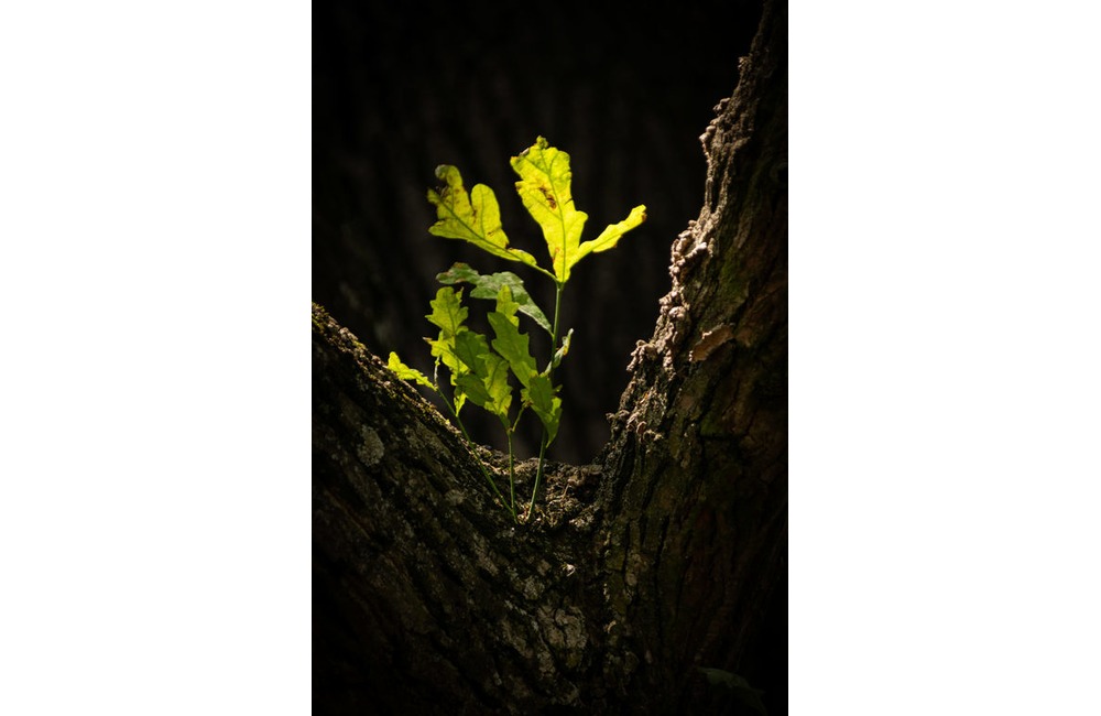 FOTO: Strom v obci Melčice - Lieskové, foto 6