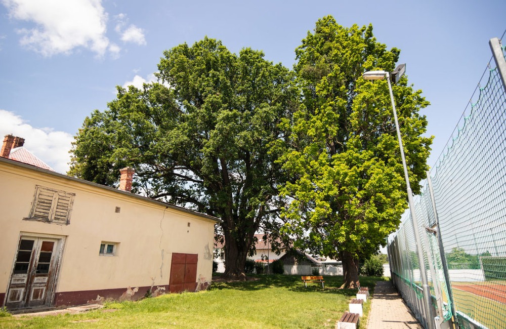 FOTO: Strom v obci Melčice - Lieskové, foto 8