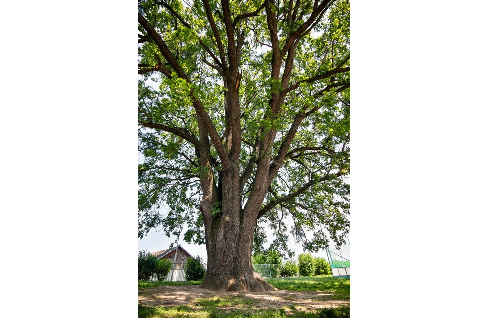 FOTO: Strom v obci Melčice - Lieskové, foto 9