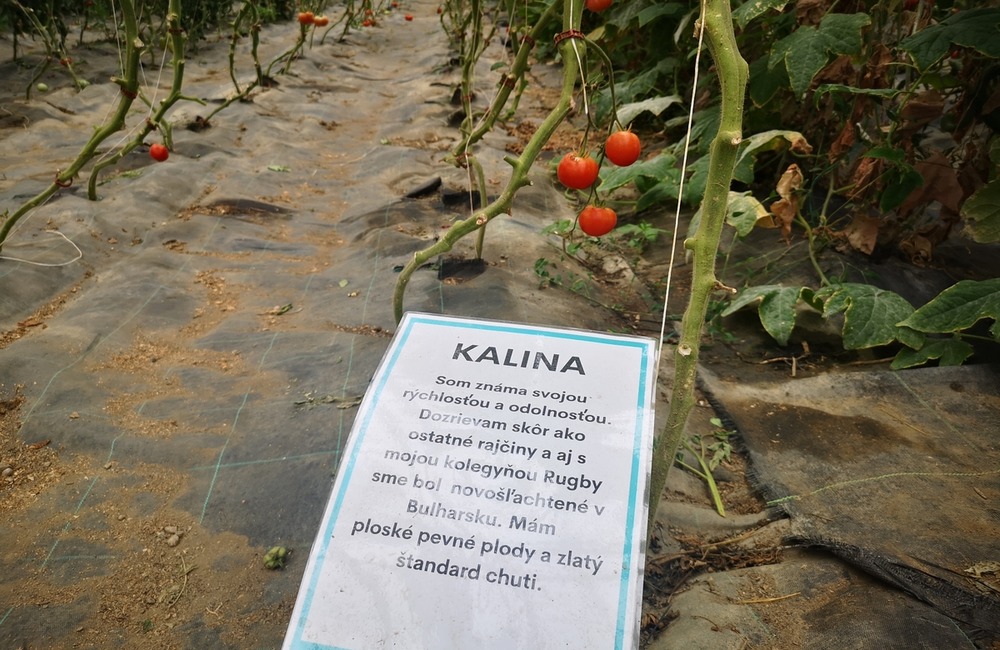 FOTO: Už ste počuli o samozbere rajčín? Natrafiť sa dá pri ňom aj na kus, ktorý nasýti celú rodinu, foto 1