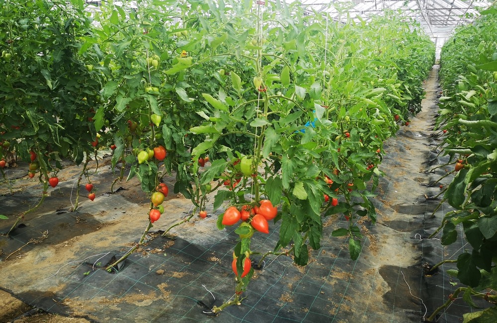 FOTO: Už ste počuli o samozbere rajčín? Natrafiť sa dá pri ňom aj na kus, ktorý nasýti celú rodinu, foto 2