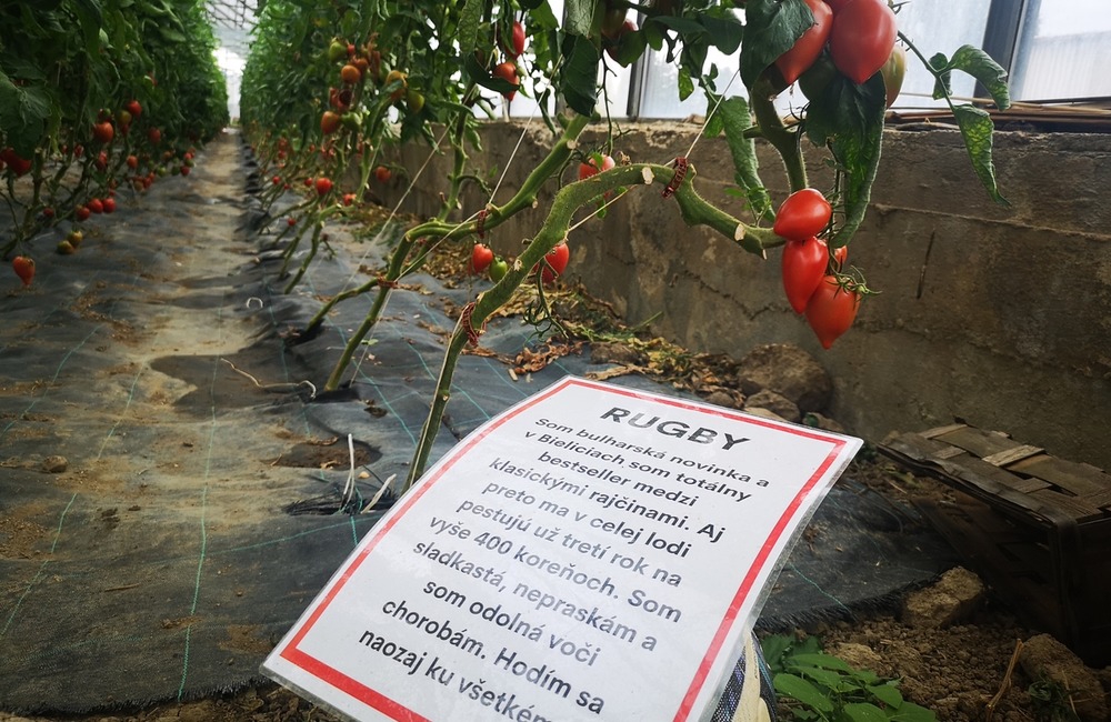FOTO: Už ste počuli o samozbere rajčín? Natrafiť sa dá pri ňom aj na kus, ktorý nasýti celú rodinu, foto 3