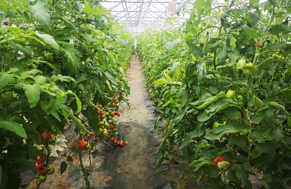 FOTO: Už ste počuli o samozbere rajčín? Natrafiť sa dá pri ňom aj na kus, ktorý nasýti celú rodinu, foto 4