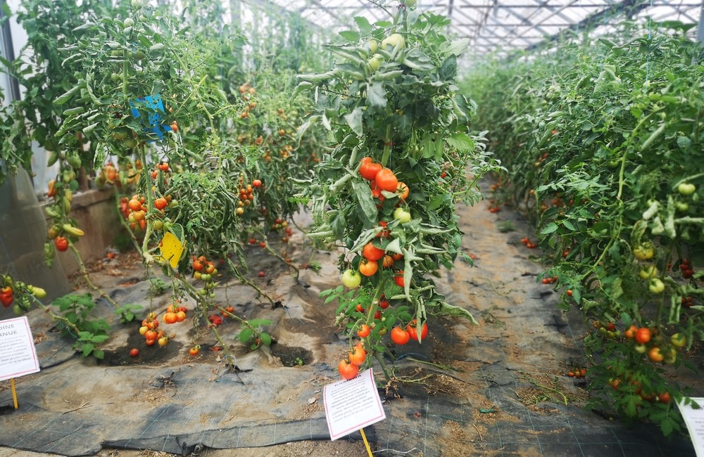 FOTO: Už ste počuli o samozbere rajčín? Natrafiť sa dá pri ňom aj na kus, ktorý nasýti celú rodinu, foto 5