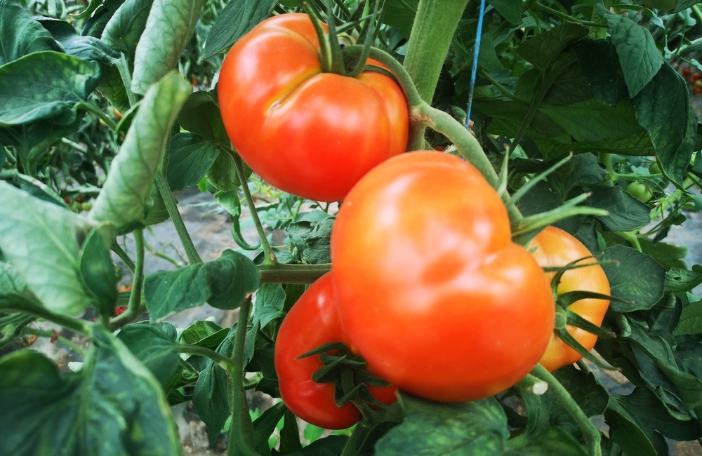 FOTO: Už ste počuli o samozbere rajčín? Natrafiť sa dá pri ňom aj na kus, ktorý nasýti celú rodinu, foto 6
