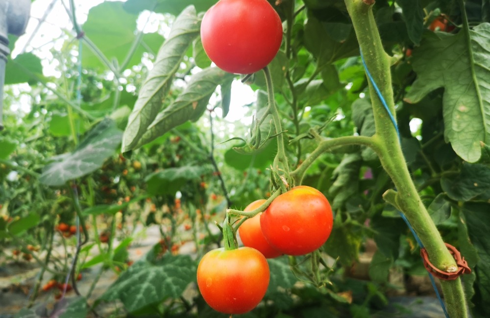 FOTO: Už ste počuli o samozbere rajčín? Natrafiť sa dá pri ňom aj na kus, ktorý nasýti celú rodinu, foto 7