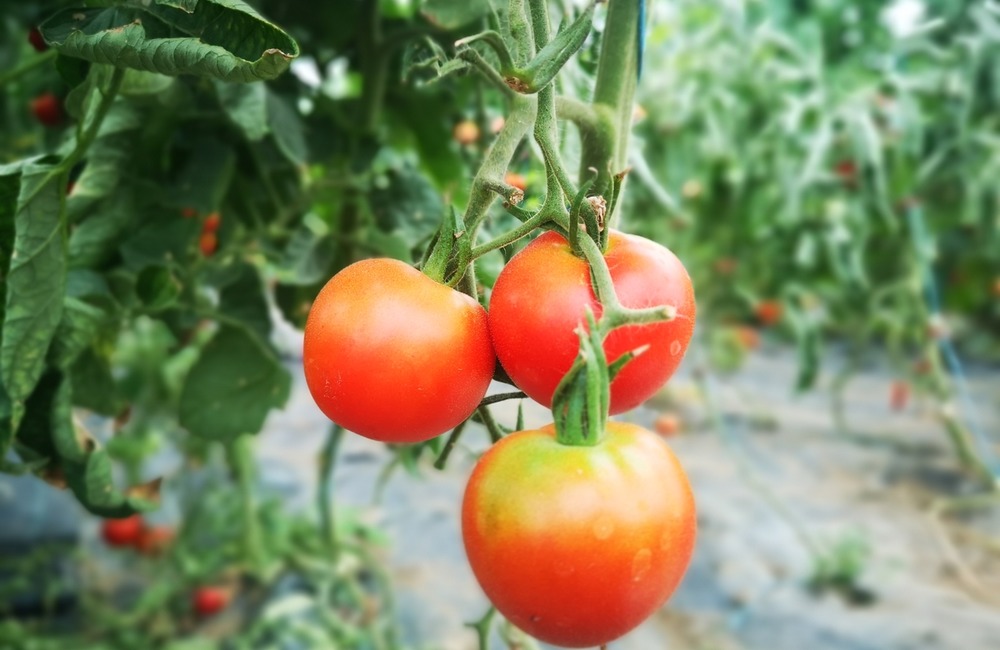 FOTO: Už ste počuli o samozbere rajčín? Natrafiť sa dá pri ňom aj na kus, ktorý nasýti celú rodinu, foto 8