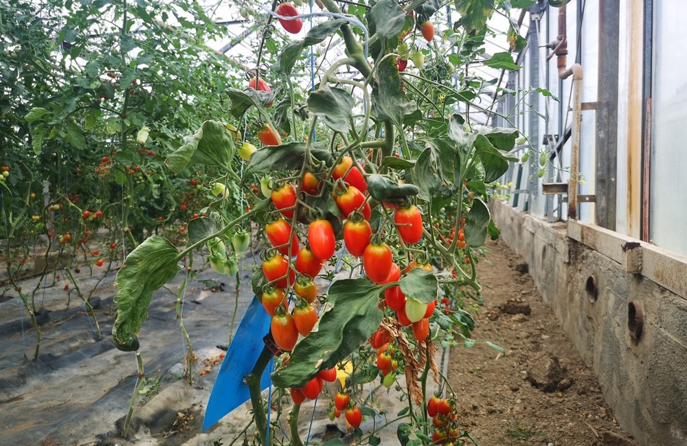 FOTO: Už ste počuli o samozbere rajčín? Natrafiť sa dá pri ňom aj na kus, ktorý nasýti celú rodinu, foto 9