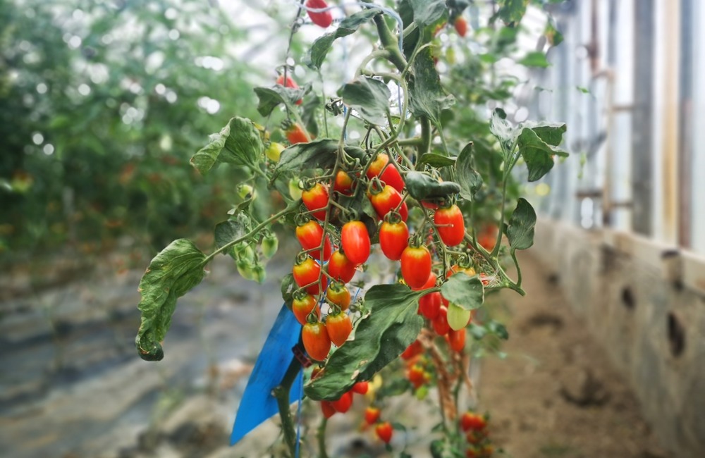 FOTO: Už ste počuli o samozbere rajčín? Natrafiť sa dá pri ňom aj na kus, ktorý nasýti celú rodinu, foto 10