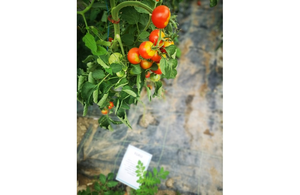 FOTO: Už ste počuli o samozbere rajčín? Natrafiť sa dá pri ňom aj na kus, ktorý nasýti celú rodinu, foto 11