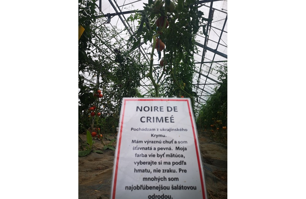 FOTO: Už ste počuli o samozbere rajčín? Natrafiť sa dá pri ňom aj na kus, ktorý nasýti celú rodinu, foto 12