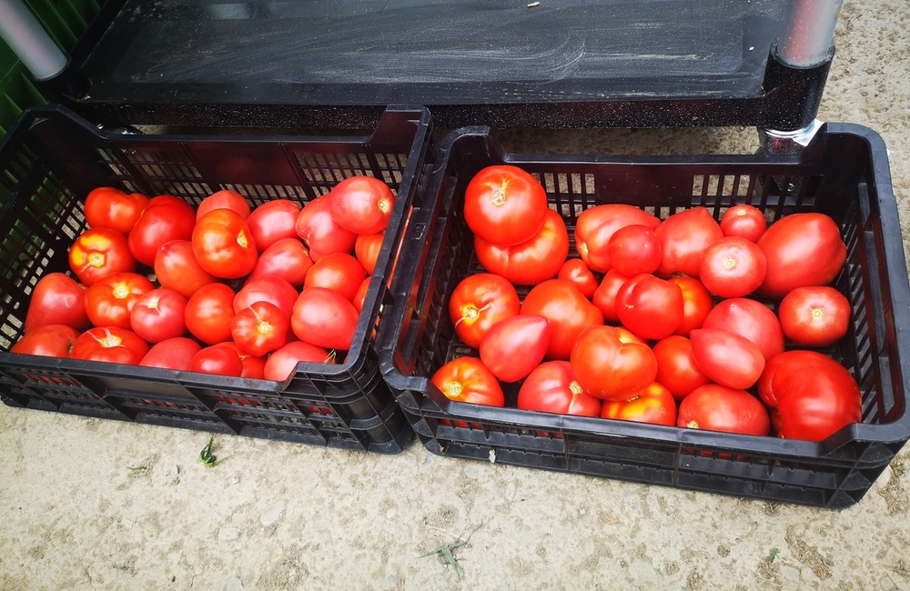 FOTO: Už ste počuli o samozbere rajčín? Natrafiť sa dá pri ňom aj na kus, ktorý nasýti celú rodinu, foto 13