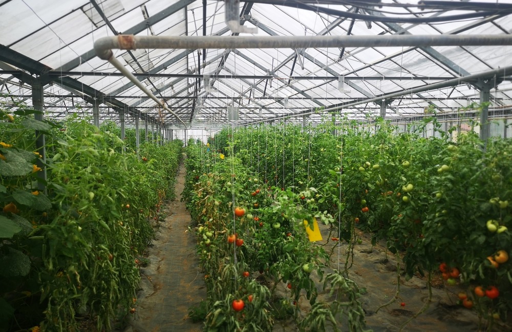 FOTO: Už ste počuli o samozbere rajčín? Natrafiť sa dá pri ňom aj na kus, ktorý nasýti celú rodinu, foto 14