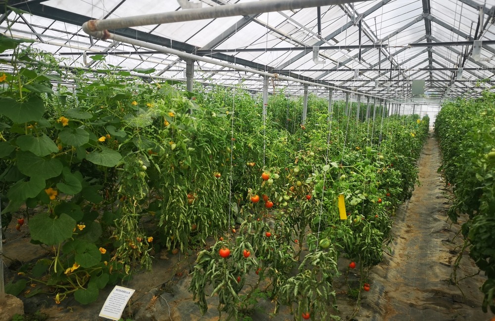 FOTO: Už ste počuli o samozbere rajčín? Natrafiť sa dá pri ňom aj na kus, ktorý nasýti celú rodinu, foto 15