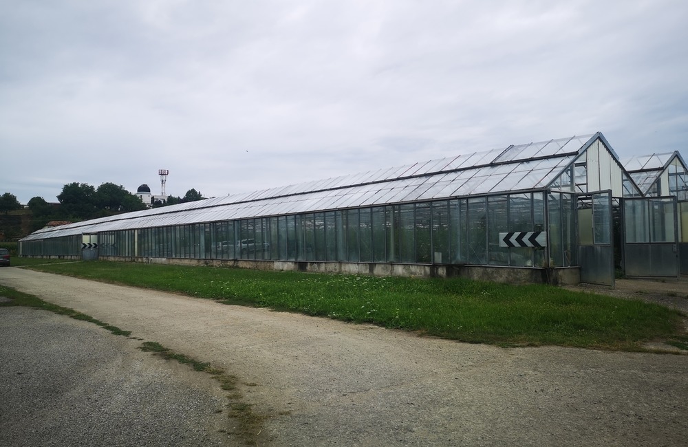 FOTO: Už ste počuli o samozbere rajčín? Natrafiť sa dá pri ňom aj na kus, ktorý nasýti celú rodinu, foto 16