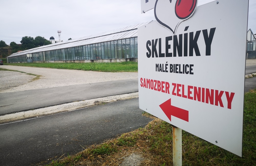 FOTO: Už ste počuli o samozbere rajčín? Natrafiť sa dá pri ňom aj na kus, ktorý nasýti celú rodinu, foto 17