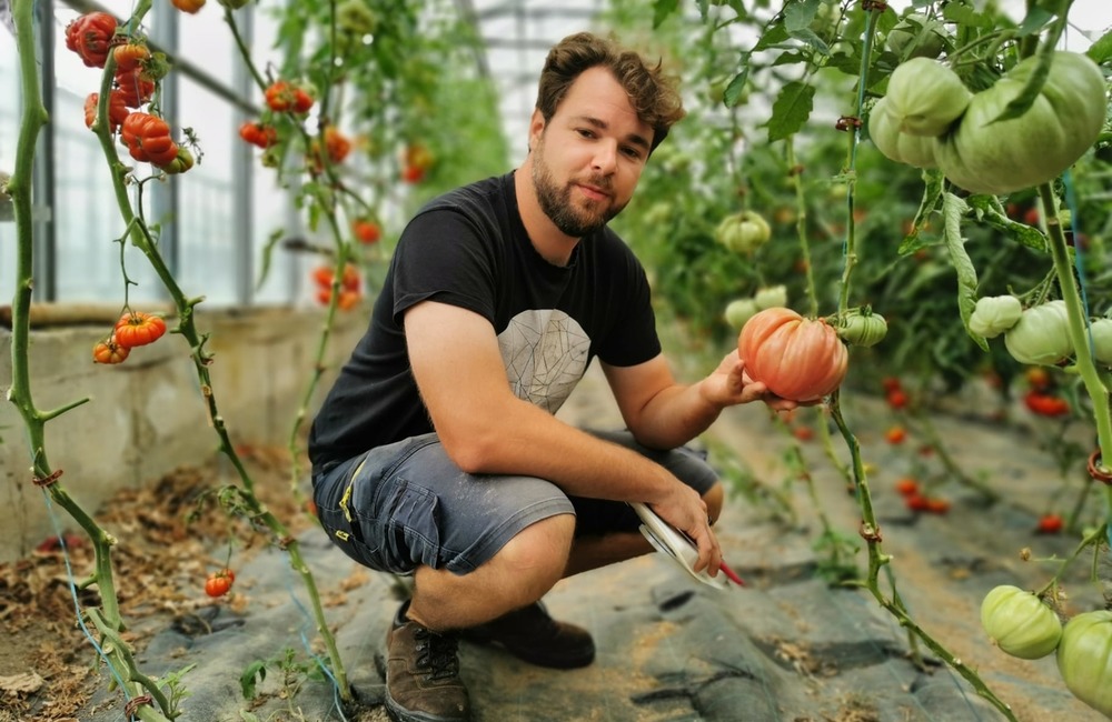FOTO: Už ste počuli o samozbere rajčín? Natrafiť sa dá pri ňom aj na kus, ktorý nasýti celú rodinu, foto 19