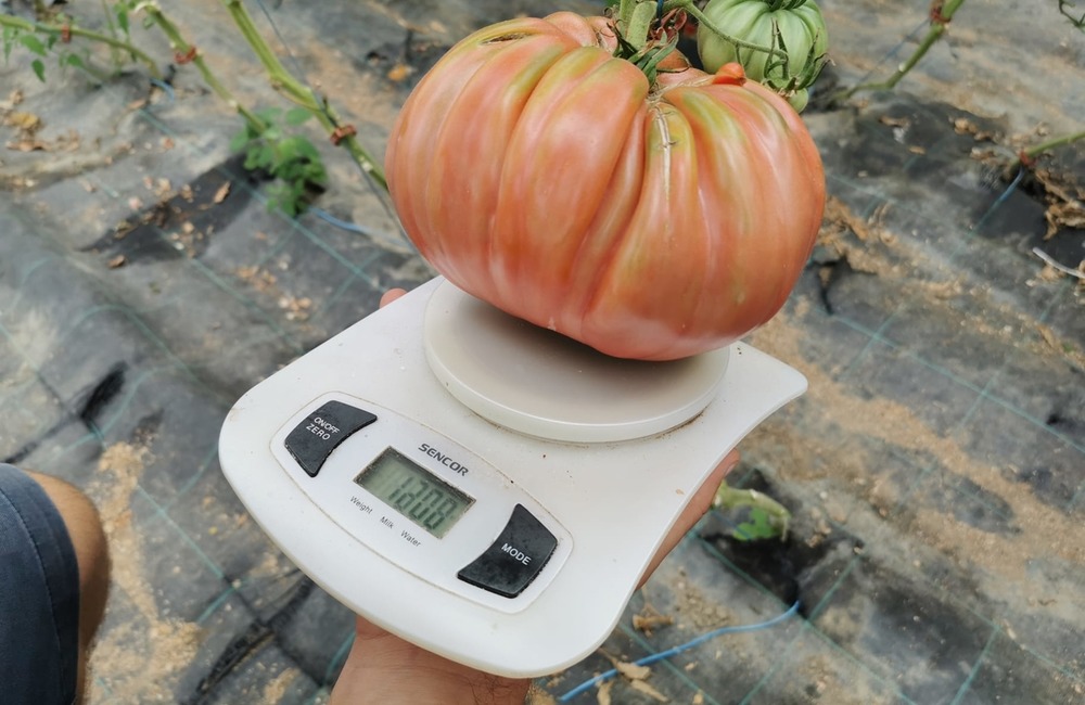 FOTO: Už ste počuli o samozbere rajčín? Natrafiť sa dá pri ňom aj na kus, ktorý nasýti celú rodinu, foto 20