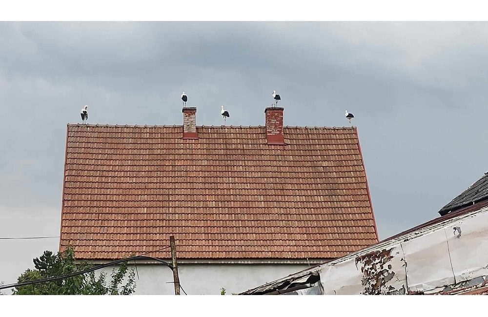 FOTO: Čaká obec na Považí nárast prírastkov? Zlietli sa tam bociany snáď z celého kraja, foto 1