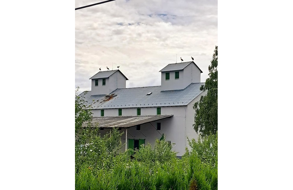 FOTO: Čaká obec na Považí nárast prírastkov? Zlietli sa tam bociany snáď z celého kraja, foto 2