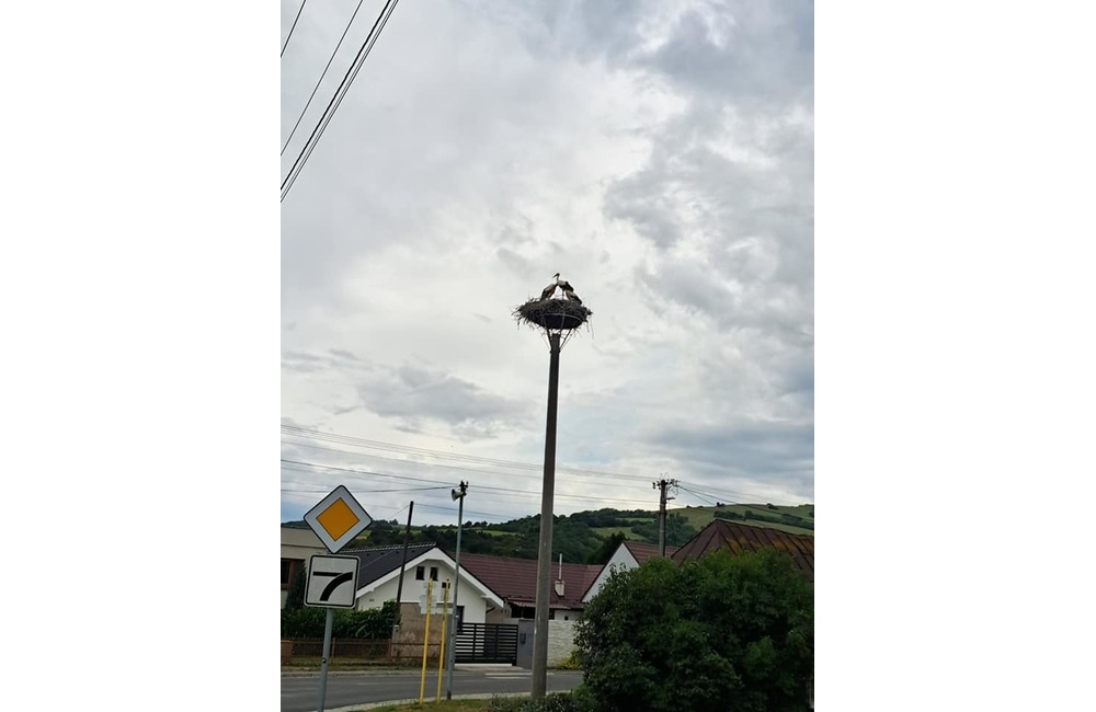 FOTO: Čaká obec na Považí nárast prírastkov? Zlietli sa tam bociany snáď z celého kraja, foto 4