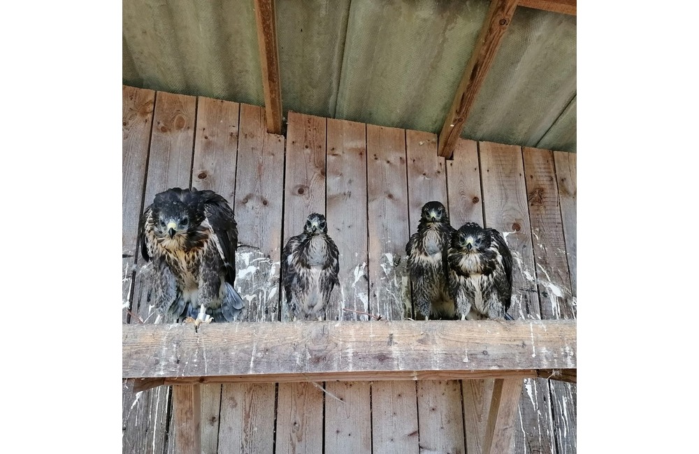 FOTO: Mláďatá myšiaka hôrneho v Národnej zoologickej záhrade v Bojniciach, foto 1